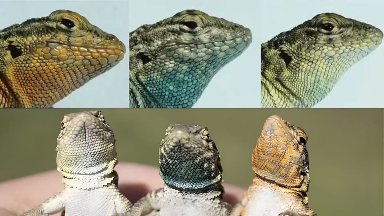 Estudo revela que os lagartos-de-manchas-laterais seguem um sistema parecido com “pedra, papel e tesoura”, baseado em genética, cor e comportamento reprodutivo.