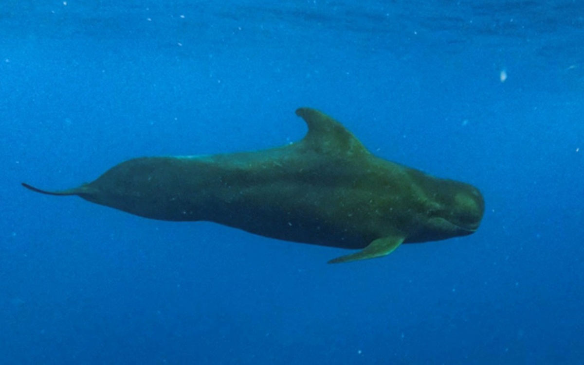 Pesquisa estima consumo diário de lulas por baleias-piloto no Havaí e calcula impacto anual de até 88 mil toneladas no ecossistema.