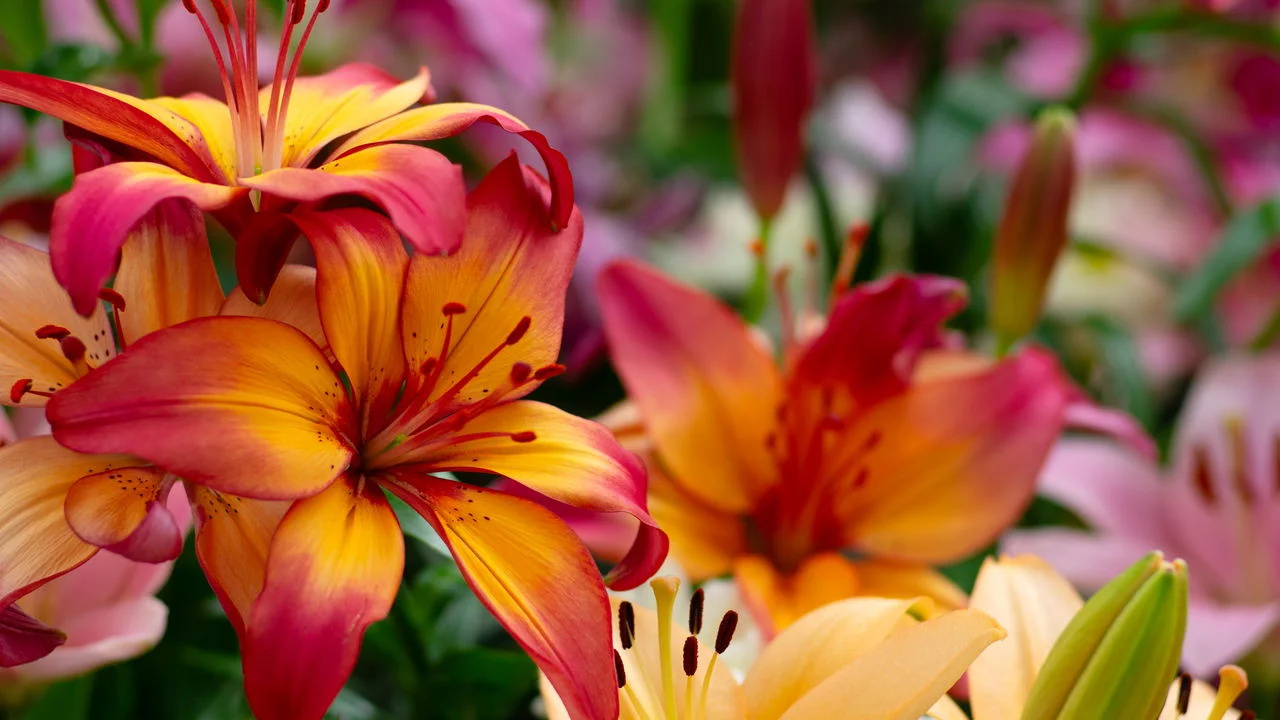 (Imagen: Reprodução)