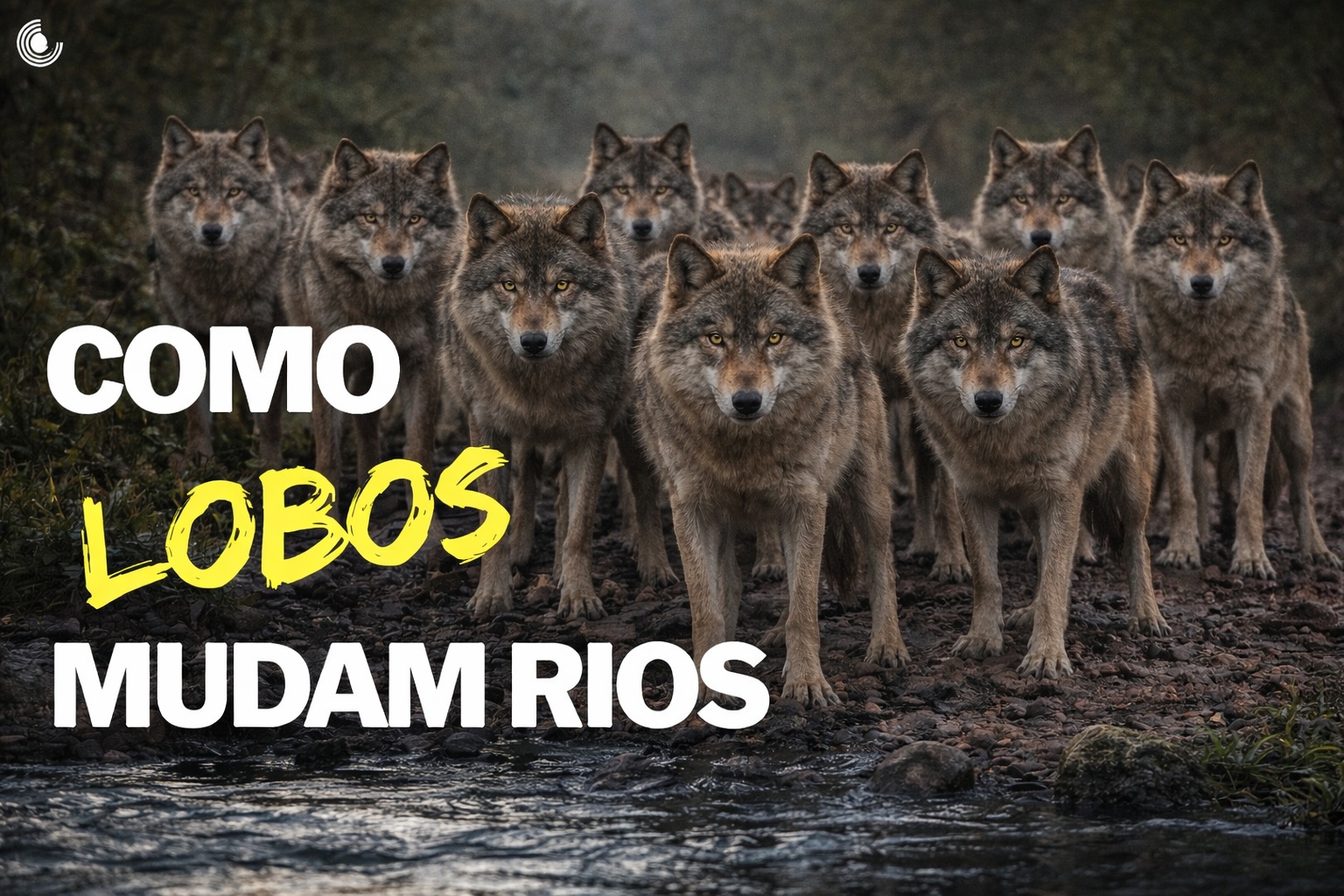Estados Unidos colocaram 31 lobos em Yellowstone em 1995–1996 e o resultado surpreendeu o mundo: menos alces, mais árvores, mais castores e até mudanças na dinâmica dos rios; um dos maiores casos de ‘rewilding’ já documentados