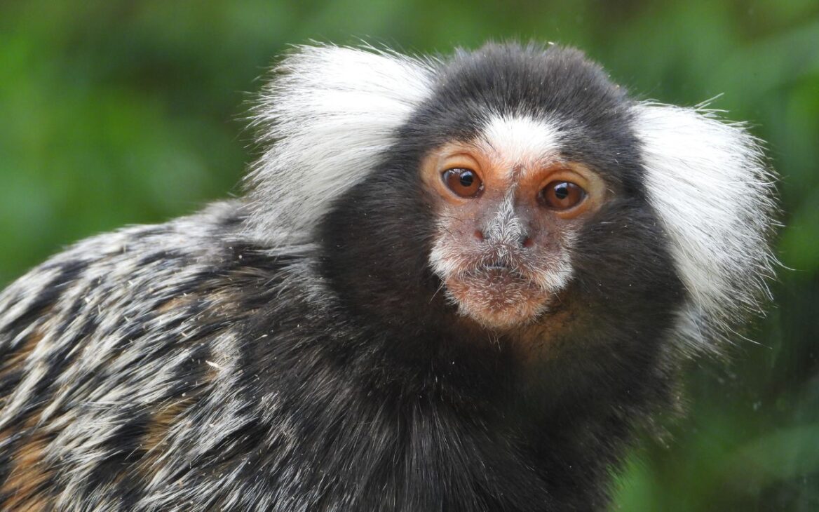 Descubre el monosaguí, conocido como el menor mono del mundo, su vida en las alturas de las selvas de la Amazonia, alimentación, comportamientos sociales y curiosidades fascinantes.