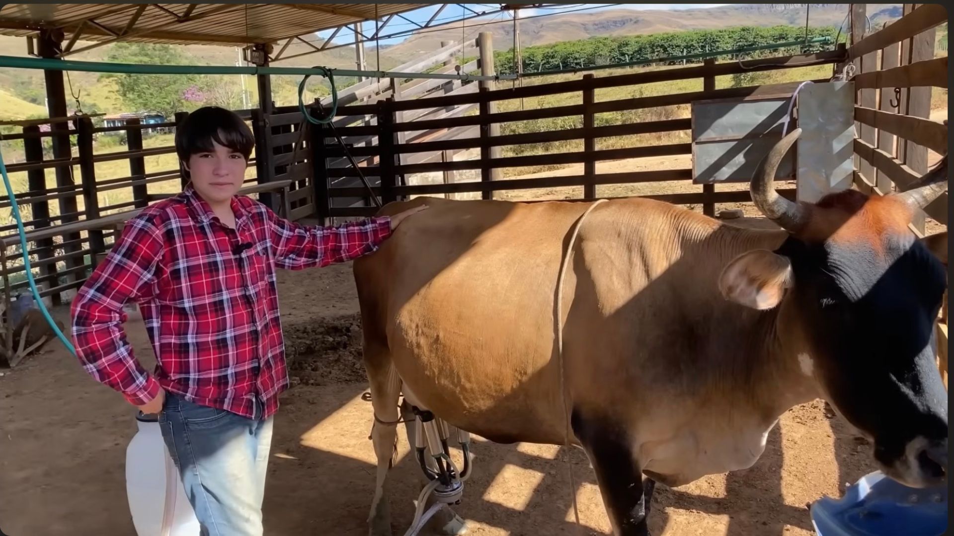 Menino de 12 anos produz queijo Canastra artesanal na Serra da Canastra
