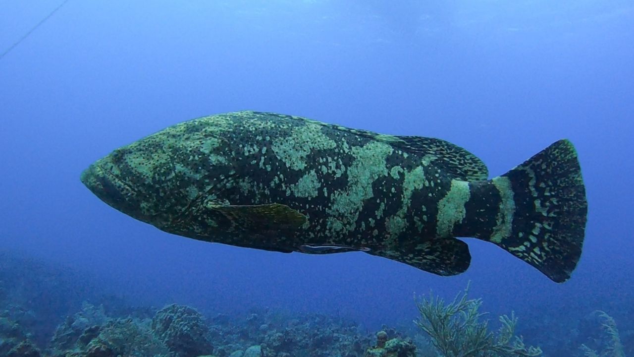 Los meros, grandes peces marinos, están críticamente amenazados de extinción en Brasil. Descubre cómo viven, por qué pueden desaparecer y qué hace el Proyecto Meros de Brasil para protegerlos. Fuente: iNaturalist/© Dan Schofield