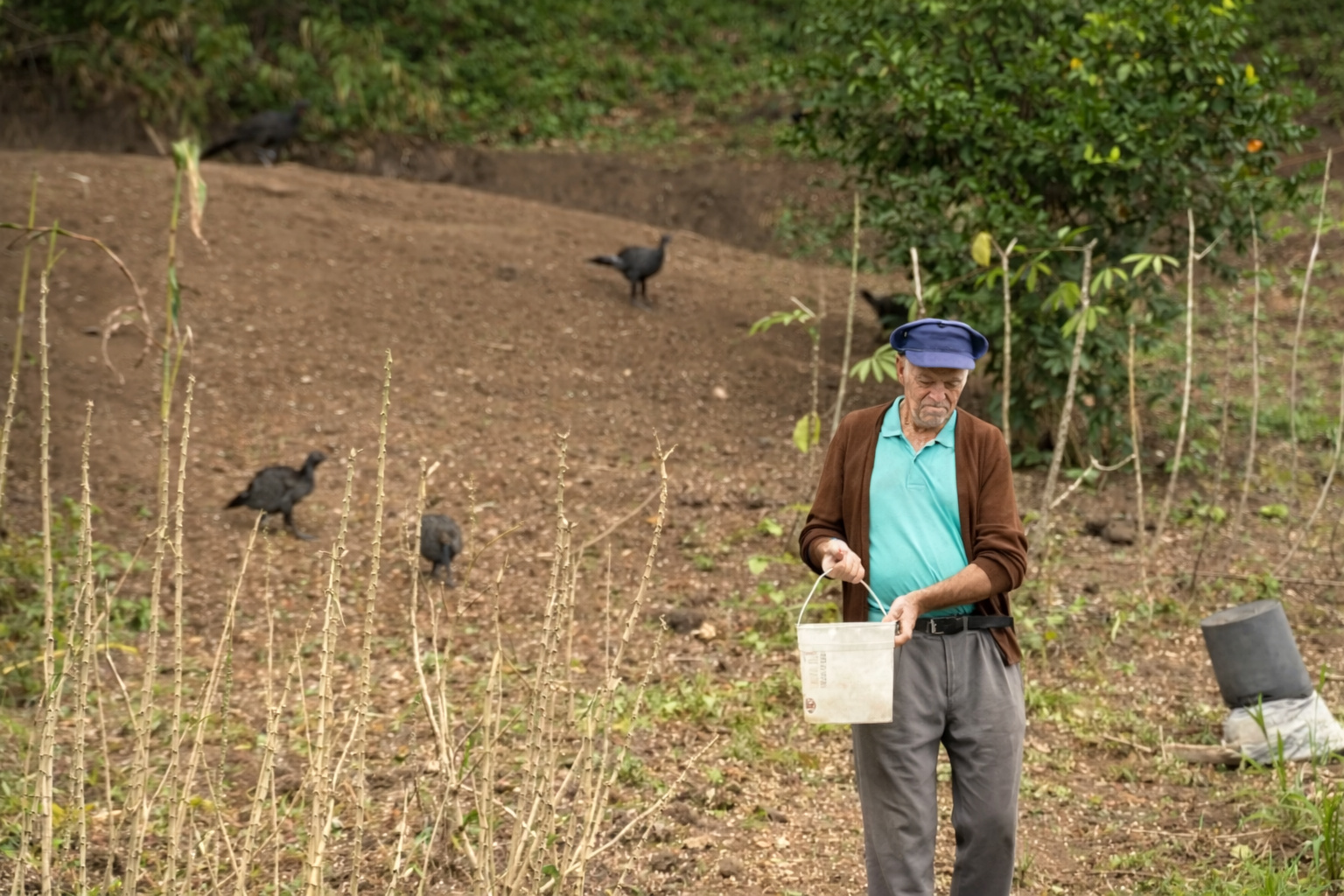 Agricultor de Rio do Sul espalha milho no quintal enquanto jacus se aproximam para se alimentar no Alto Vale do Itajaí.