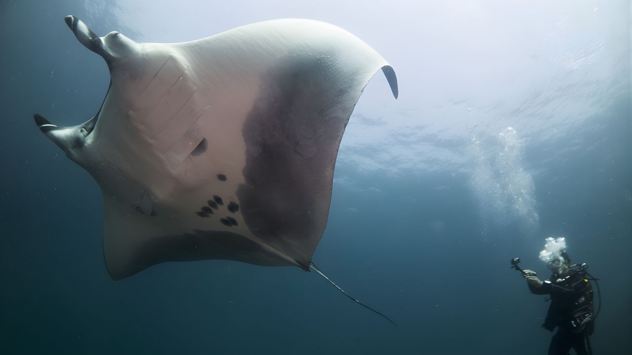La manta raya, conocida como gigante voladora de los océanos, está entre los mayores peces del mundo. Entiende dónde vive, cómo se alimenta y por qué está amenazada de extinción.