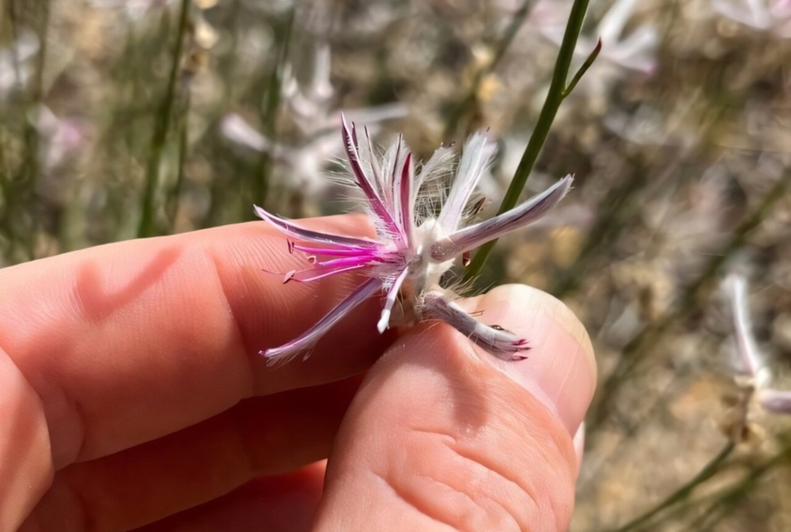 Planta extinta, Planta rara