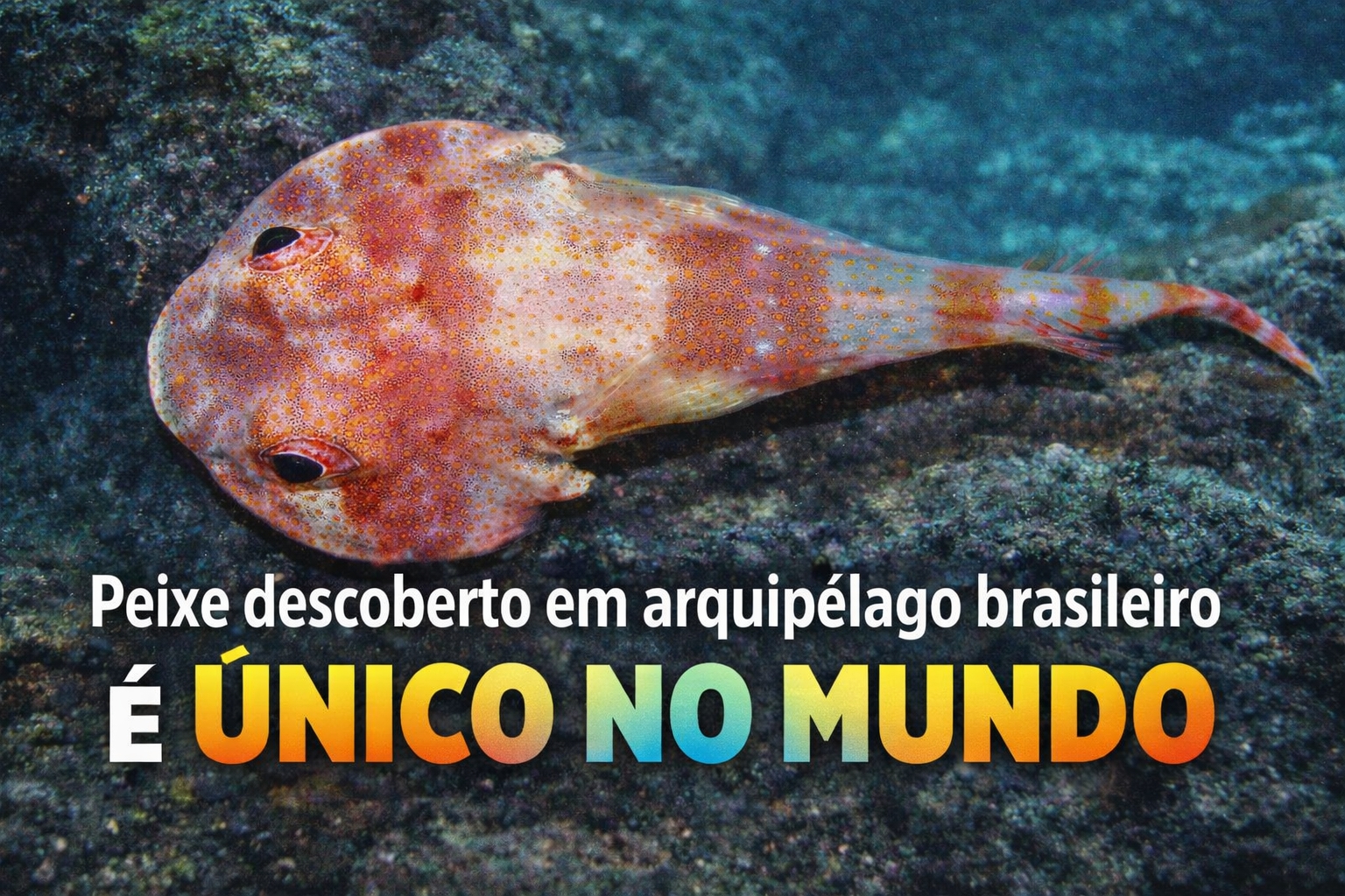 ilha - trindade - litoral brasileiro - arquipélago - brasil - peixe - acyrtus