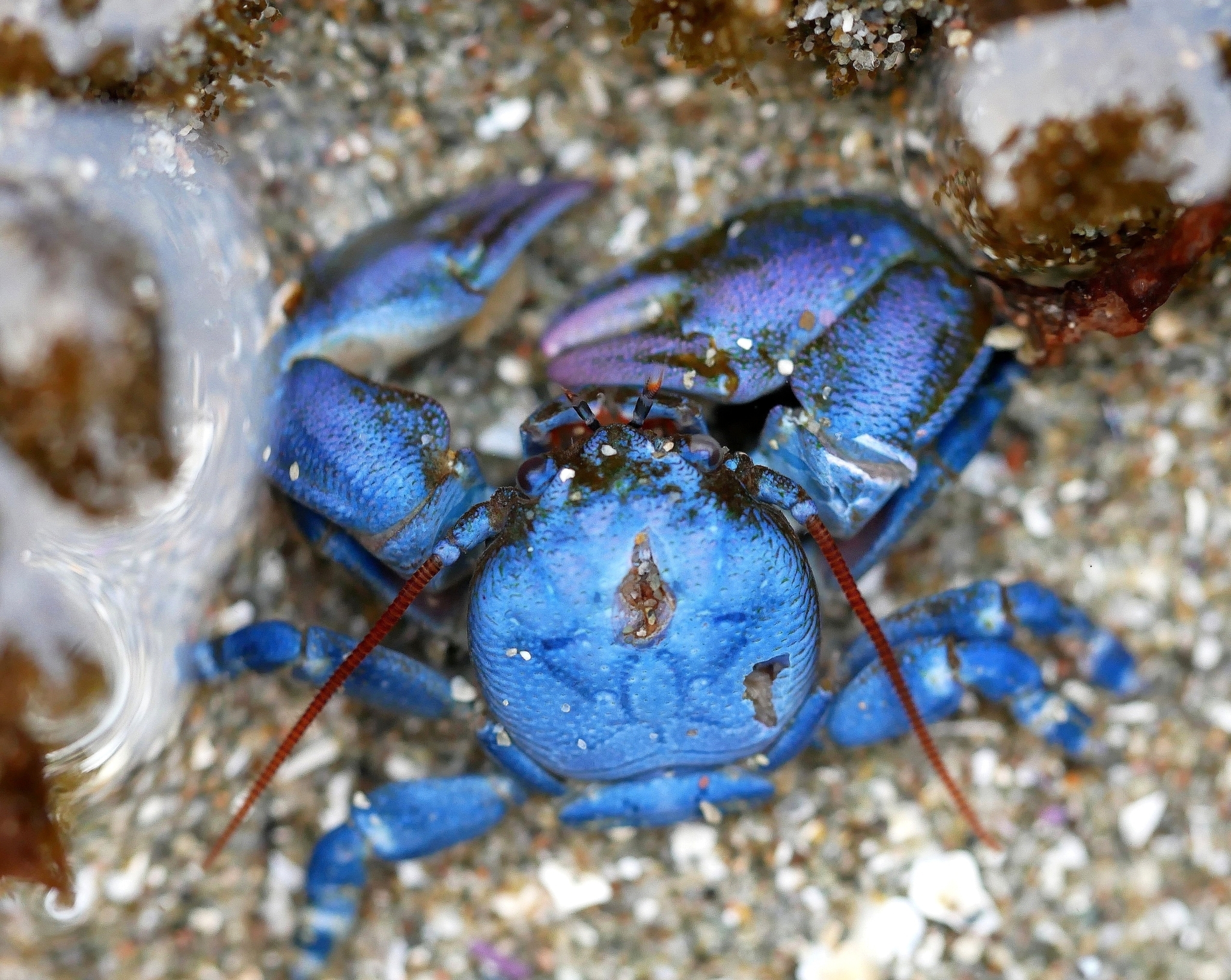 Um caranguejo marinho está cultivando alimento debaixo d’água: o Petrolisthes cinctipes, o "caranguejo de porcelana", surpreende com o seu comportamento de ‘agricultura’ microscópica que intriga biólogos