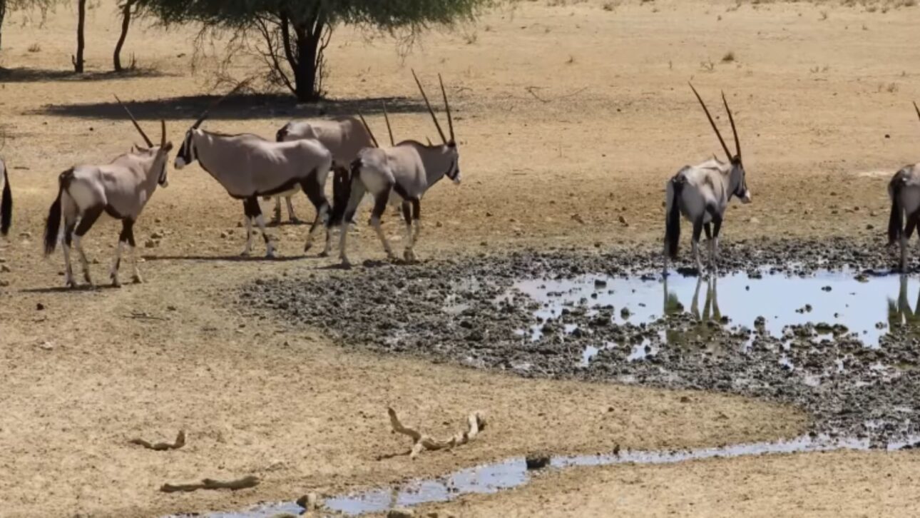 Antílopes órice caminando en el desierto del Sahara con vegetación surgiendo alrededor.