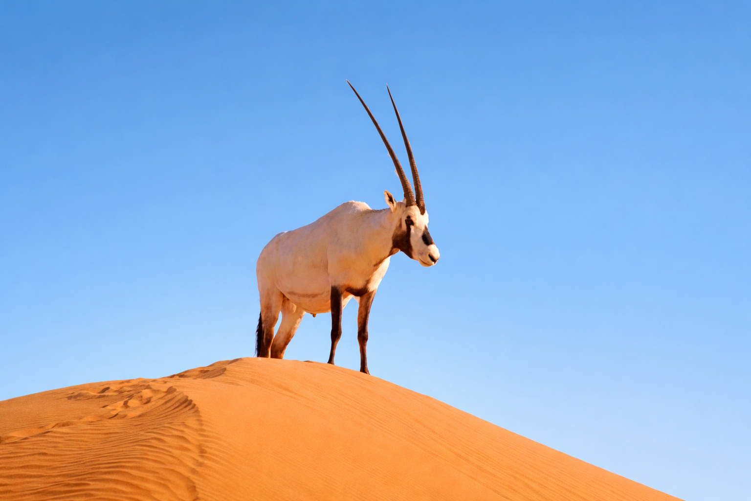 Espécie considerada condenada sobrevive em um único reduto isolado, desapareceu de quase todo o planeta, desafia modelos científicos de extinção e se torna prioridade máxima da conservação global
