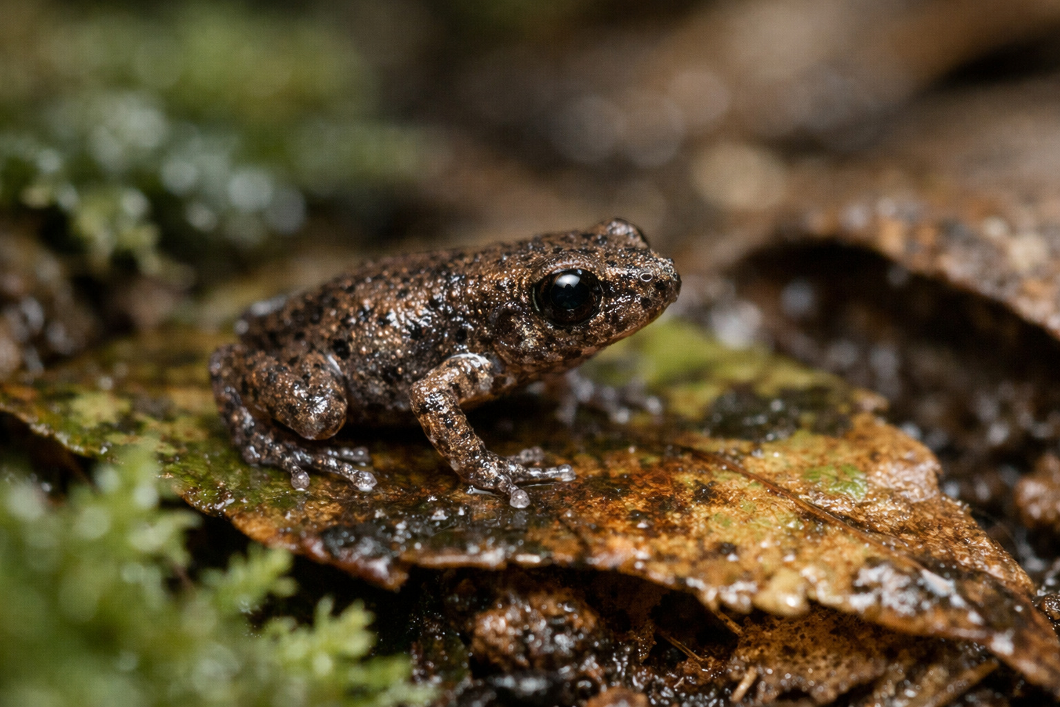 Rã Paedophryne amauensis, considerada o menor vertebrado do mundo, sobre folhas úmidas