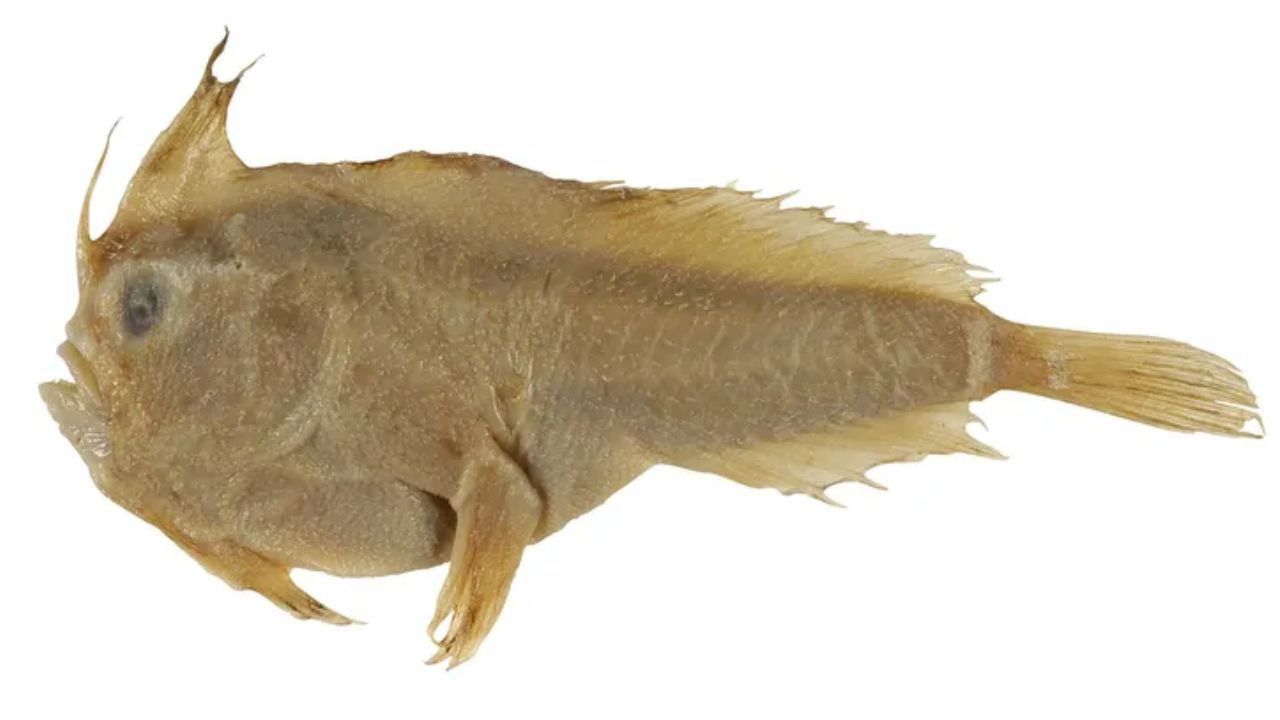 El pez mano liso (Sympterichthys unipennis) fue oficialmente declarado extinto por la IUCN. Entiende qué llevó a la desaparición de la especie y los impactos ambientales.