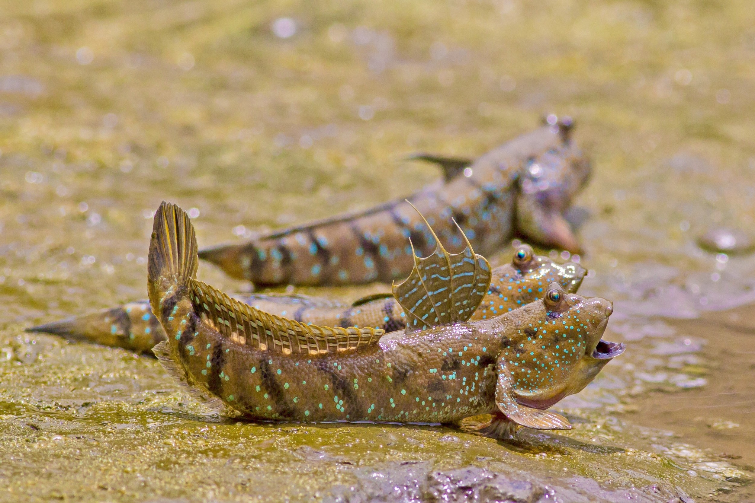 Anda em terra, escala raízes de manguezal e saqueia ninhos de aves: o peixe-saltador-do-lodo virou um predador inesperado nas zonas úmidas da Ásia e da Austrália