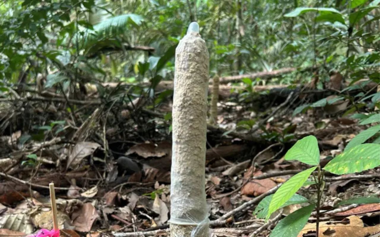Pesquisadores brasileiros usaram camisinhas em experimento na Amazônia para entender por que cigarras constroem torres de argila com urina. Estudo revelou que as estruturas servem para respiração e proteção.