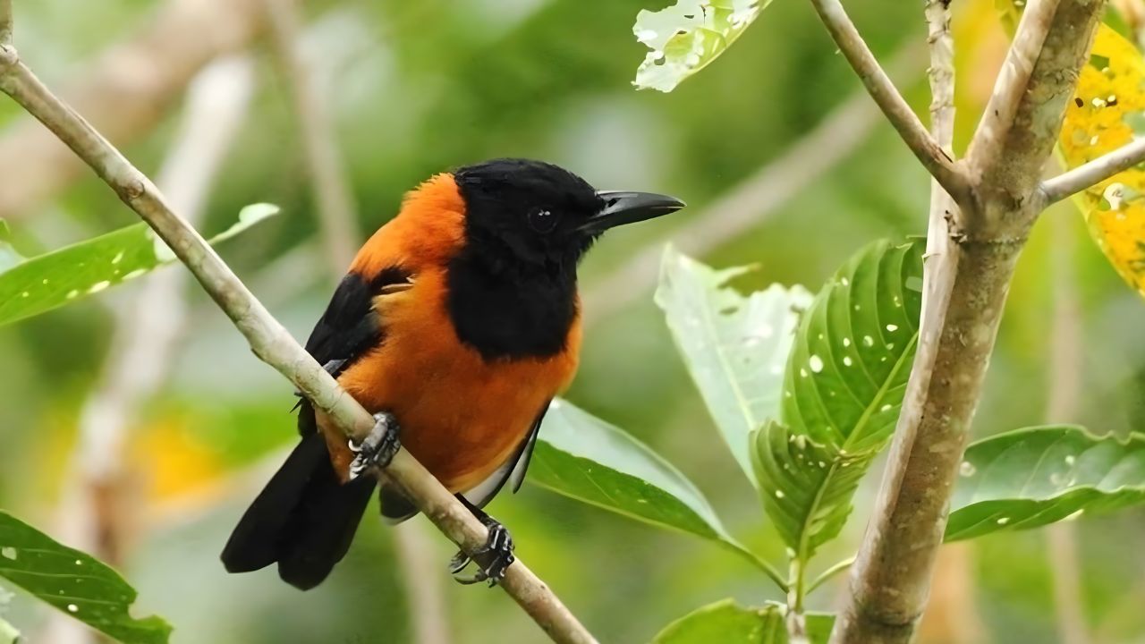 Científicos investigan un pájaro de Papua Nueva Guinea (pitohui-encapuzado) que carga un veneno más mortal que el cianuro, la batracotoxina.
