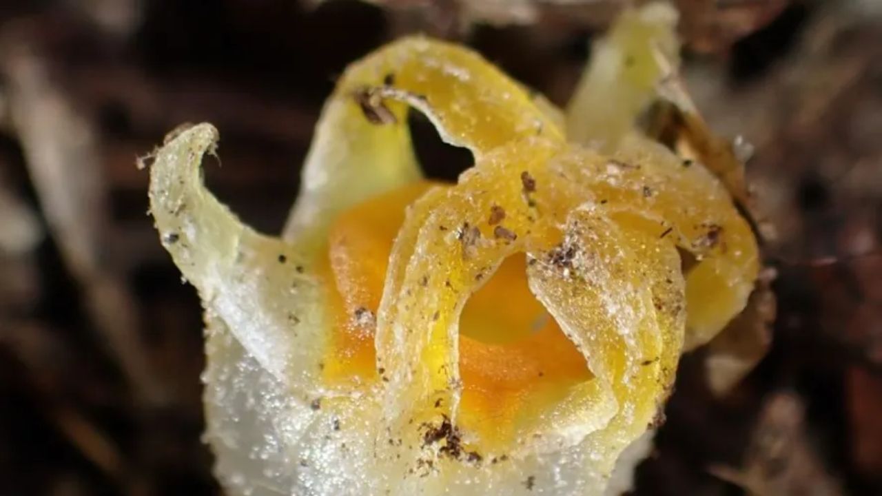 Redescoberta da lanterna-de-fada no Japão surpreende cientistas e reacende debates sobre conservação de plantas extintas.