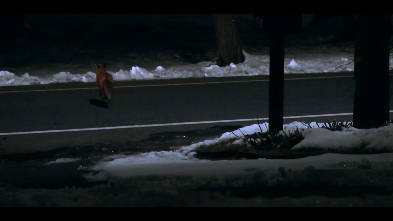 Las Zorras Están "Ocupando" Ciudades Europeas, Explorando Basura Humana