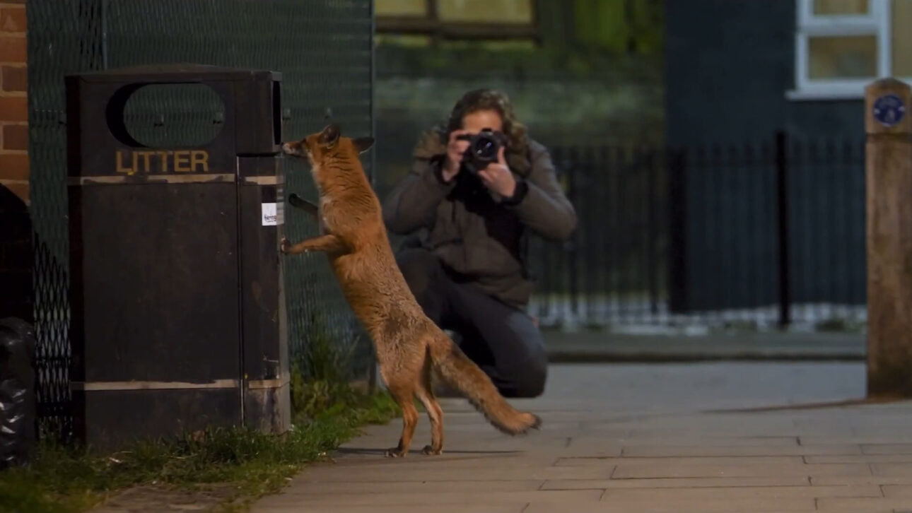 Las Zorras Están "Ocupando" Ciudades Europeas, Explorando Basura Humana