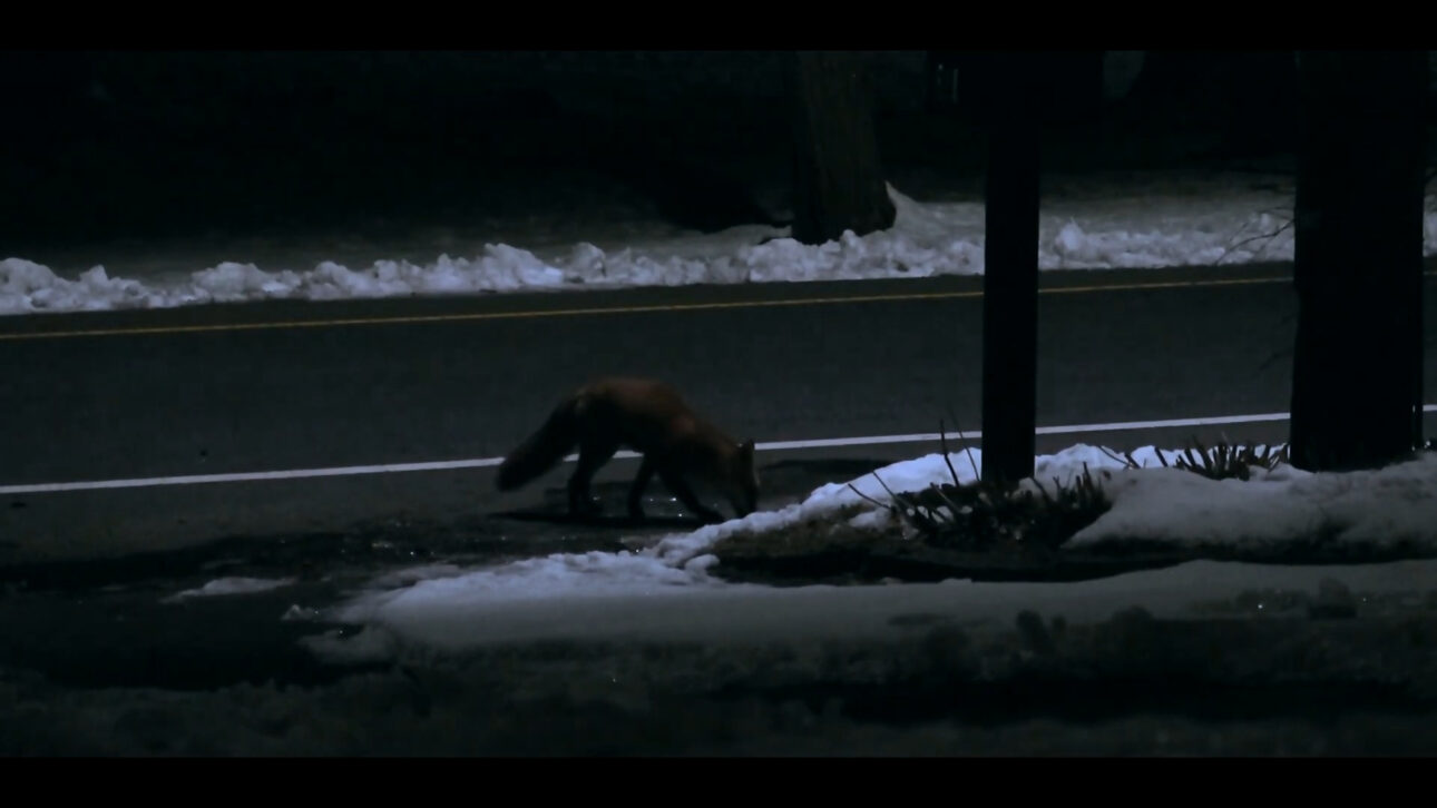 Las Zorras Están "Ocupando" Ciudades Europeas, Explorando Basura Humana