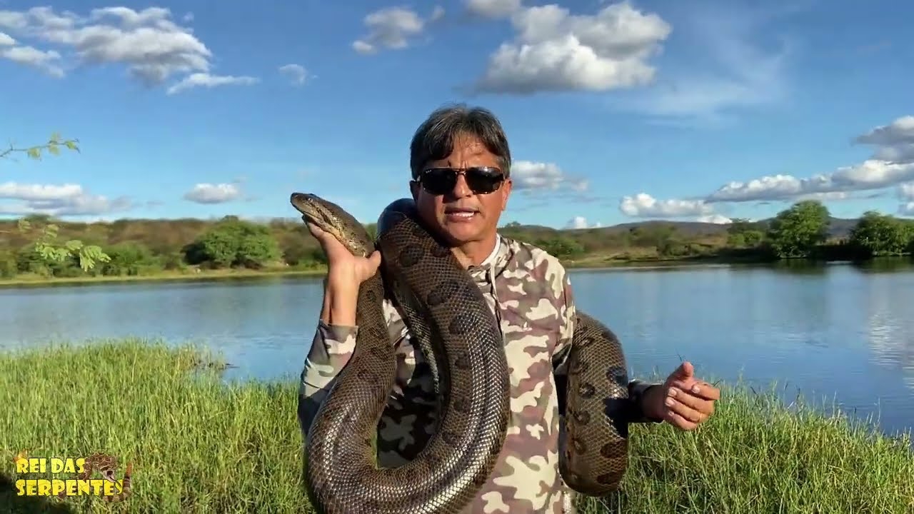 cobras venenosas - Rei das Serpentes - Sertão de Pernambuco - cobras mais venenosas do mundo