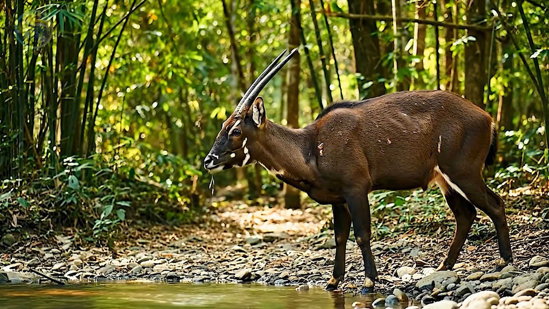 Considerado o “unicórnio asiático”, um dos mamíferos mais raros do planeta reaparece em florestas remotas do Vietnã, desafia décadas de buscas científicas e se torna um dos maiores enigmas da biologia moderna