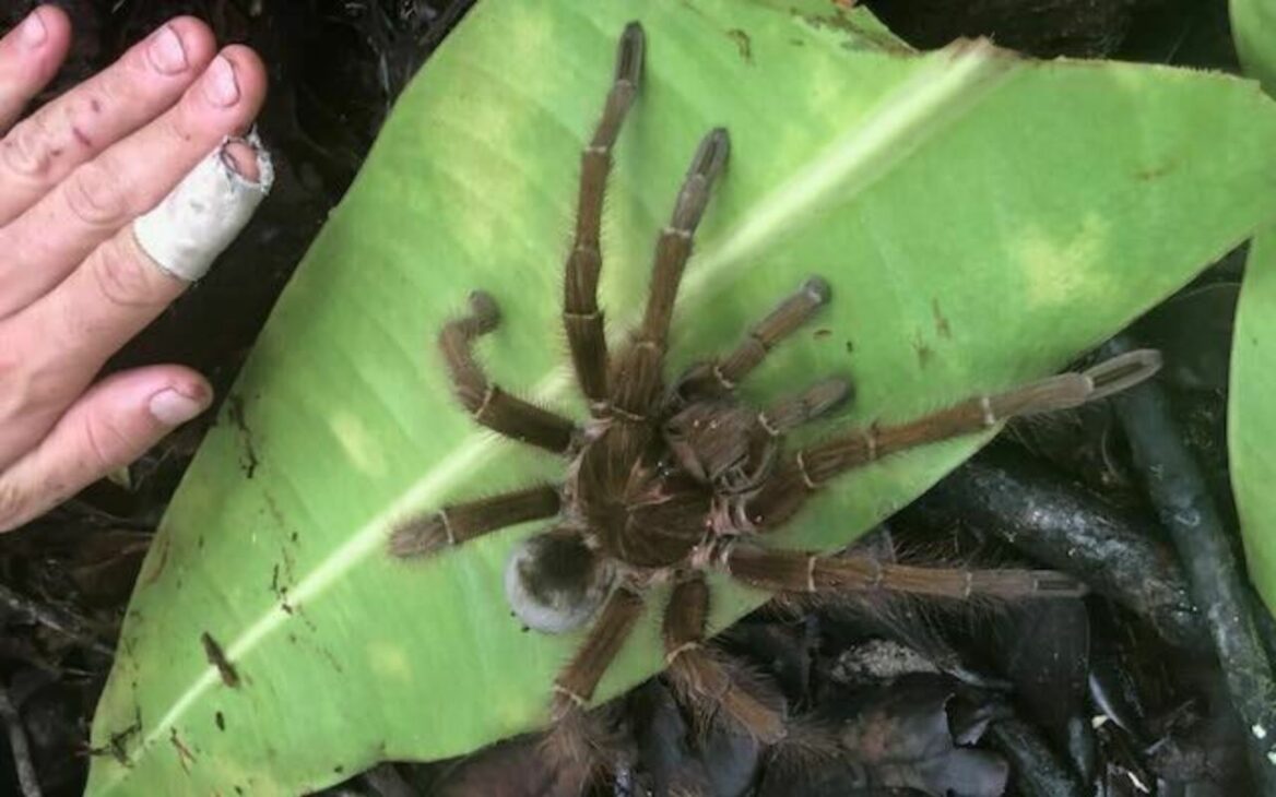 La mayor araña del mundo, la tarántula-goliat (Theraphosa blondi), vive en la Amazonía, puede llegar a 30 cm de envergadura y tiene hábitos muy diferentes de lo que el sentido común imagina.