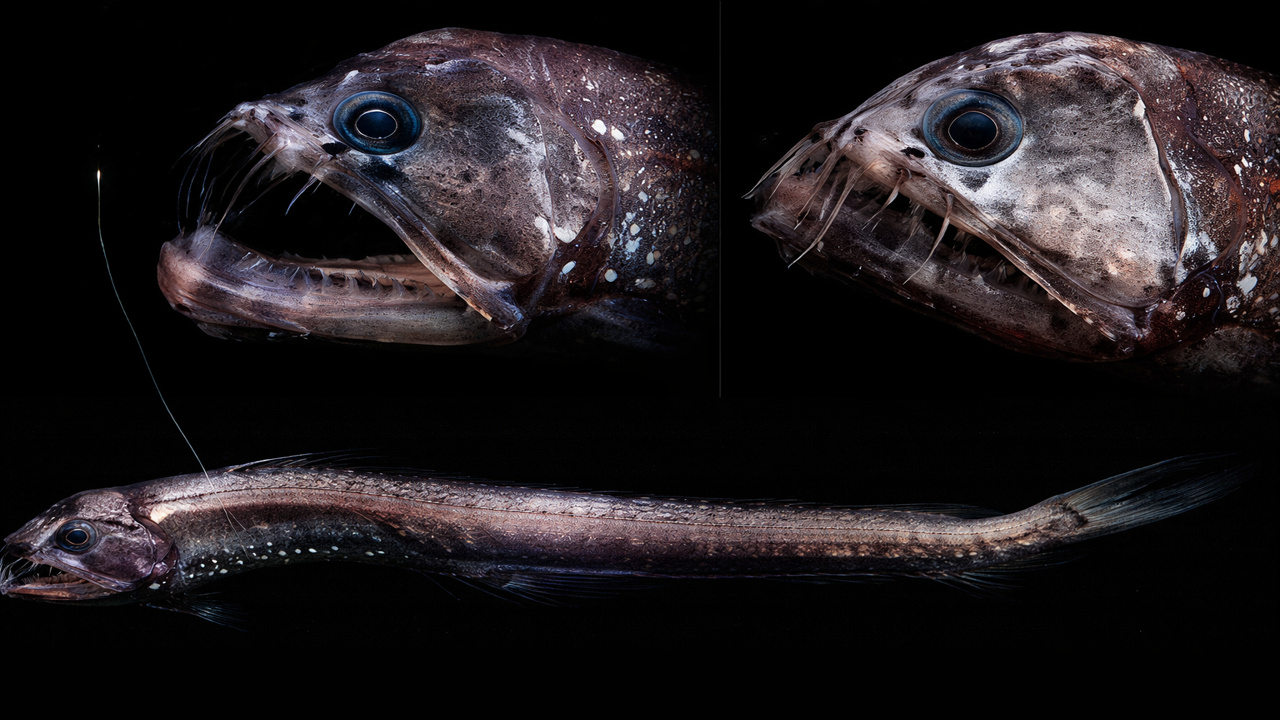 Com mandíbula capaz de se deslocar para fora do crânio, dentes recurvados e ataques vindos das profundezas, o peixe-víbora se tornou um dos predadores mais extremos do oceano profundo
