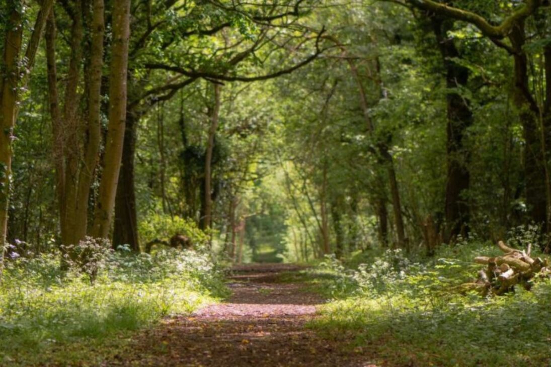 En Wytham Woods, árboles capturan microplásticos en bosque rural, revelan contaminación plástica atmosférica y riesgo de inhalación de microplásticos.
