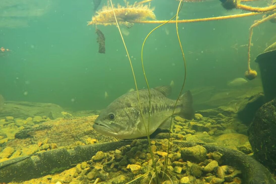 En un pequeño lago, robalos entran en desova de invierno, aceleran la superpoblación, presionan la cadena alimentaria y revelan cómo el manejo en un entorno de lago puede definir el futuro de todo el sistema.