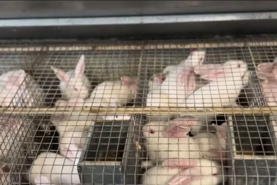 En la industria de los conejos, los gazapos crecen en semanas; la cría de conejos y la producción de conejos generan carne de conejo en un ritmo invisible para el consumidor.