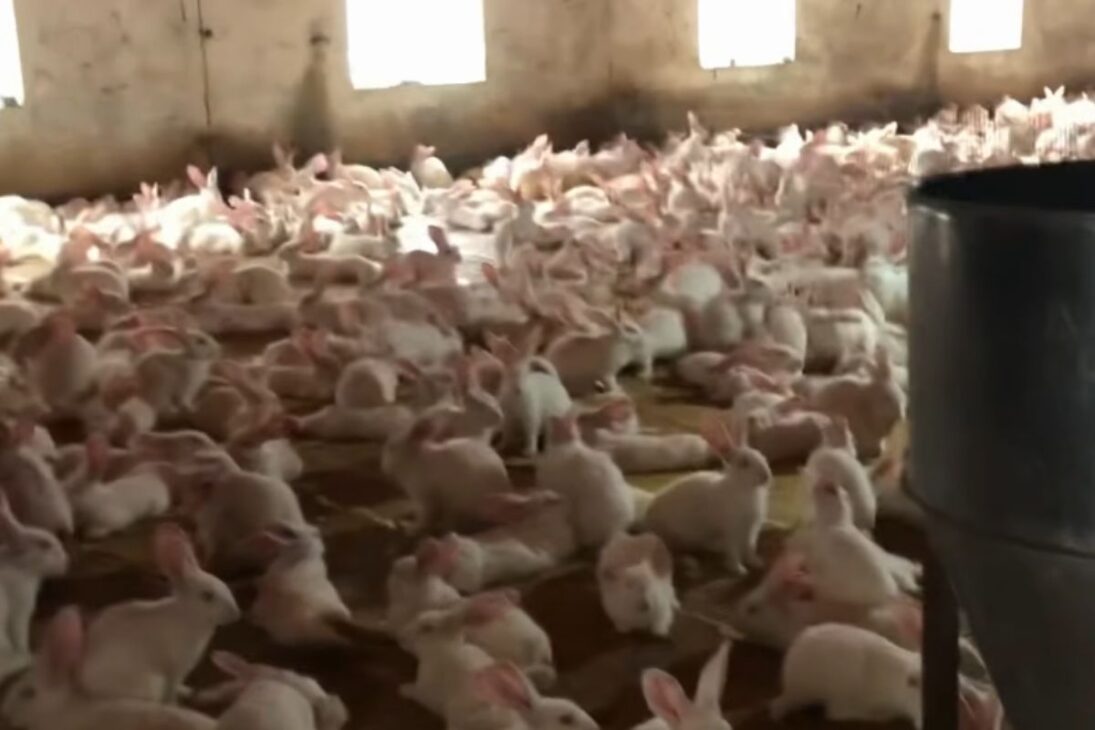 En la industria de los conejos, los gazapos crecen en semanas; la cría de conejos y la producción de conejos generan carne de conejo en un ritmo invisible para el consumidor.