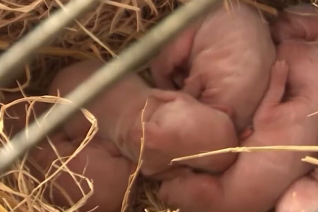 En la industria de los conejos, los gazapos crecen en semanas; la cría de conejos y la producción de conejos generan carne de conejo en un ritmo invisible para el consumidor.
