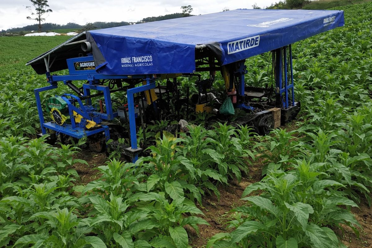Agricultor de SC transforma tobata em colheitadeira Matirde, alivia coluna na lavoura de fumo, espalha invenção pelos três estados do Sul e vira indústria familiar reconhecida (1)