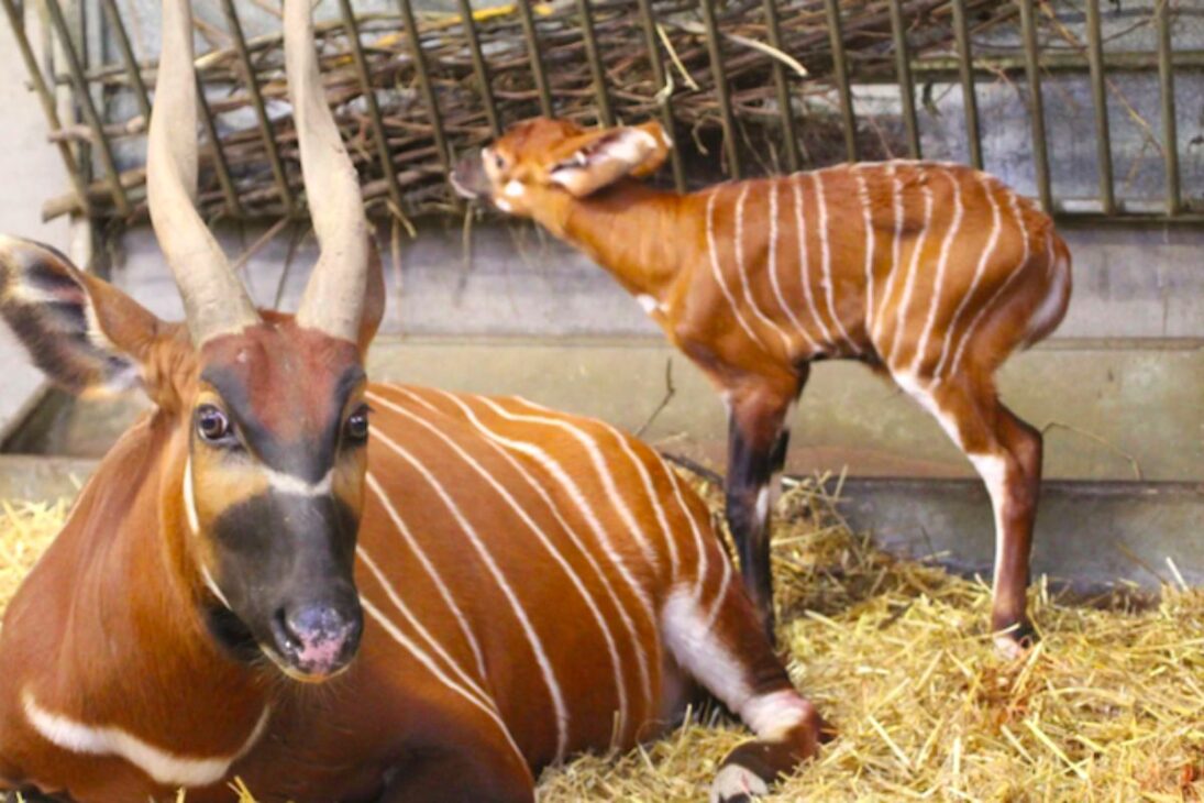 Antílopes bongos-da-montanha en el Kenia ganan una nueva oportunidad tras cien nacimientos en cautiverio, en un programa de conservación que intenta alejar la extinción mediante reintroducción controlada y protección activa de las últimas poblaciones.