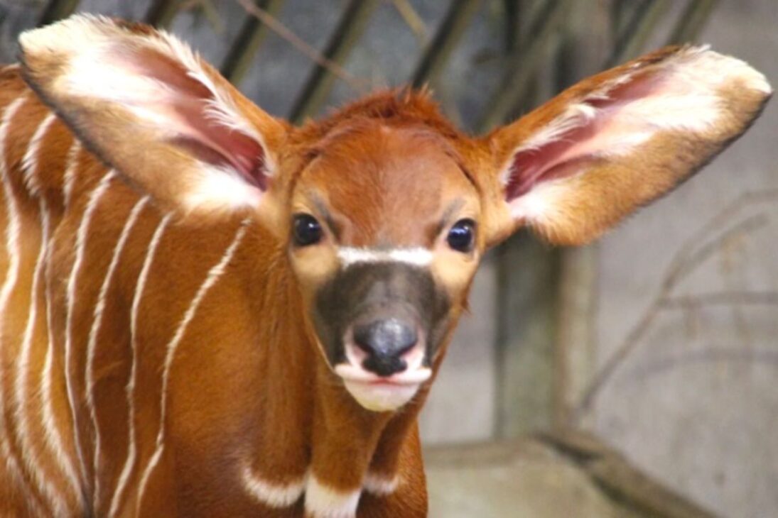 Antílopes bongos-da-montanha en el Kenia ganan una nueva oportunidad tras cien nacimientos en cautiverio, en un programa de conservación que intenta alejar la extinción mediante reintroducción controlada y protección activa de las últimas poblaciones.