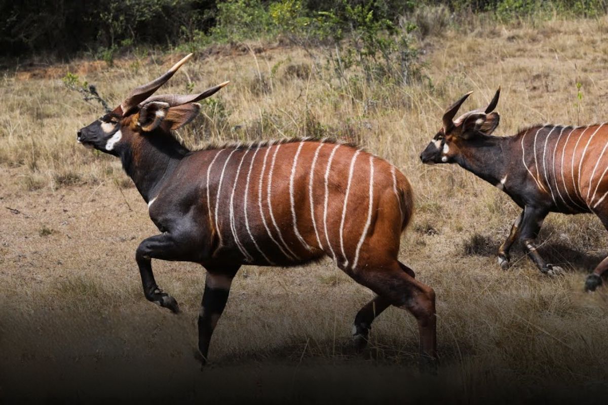 Antílopes bongos-da-montanha no Quênia ganham uma nova chance após cem nascimentos em cativeiro, em um programa de conservação que tenta afastar a extinção por meio de reintrodução controlada e proteção ativa das últimas populações.