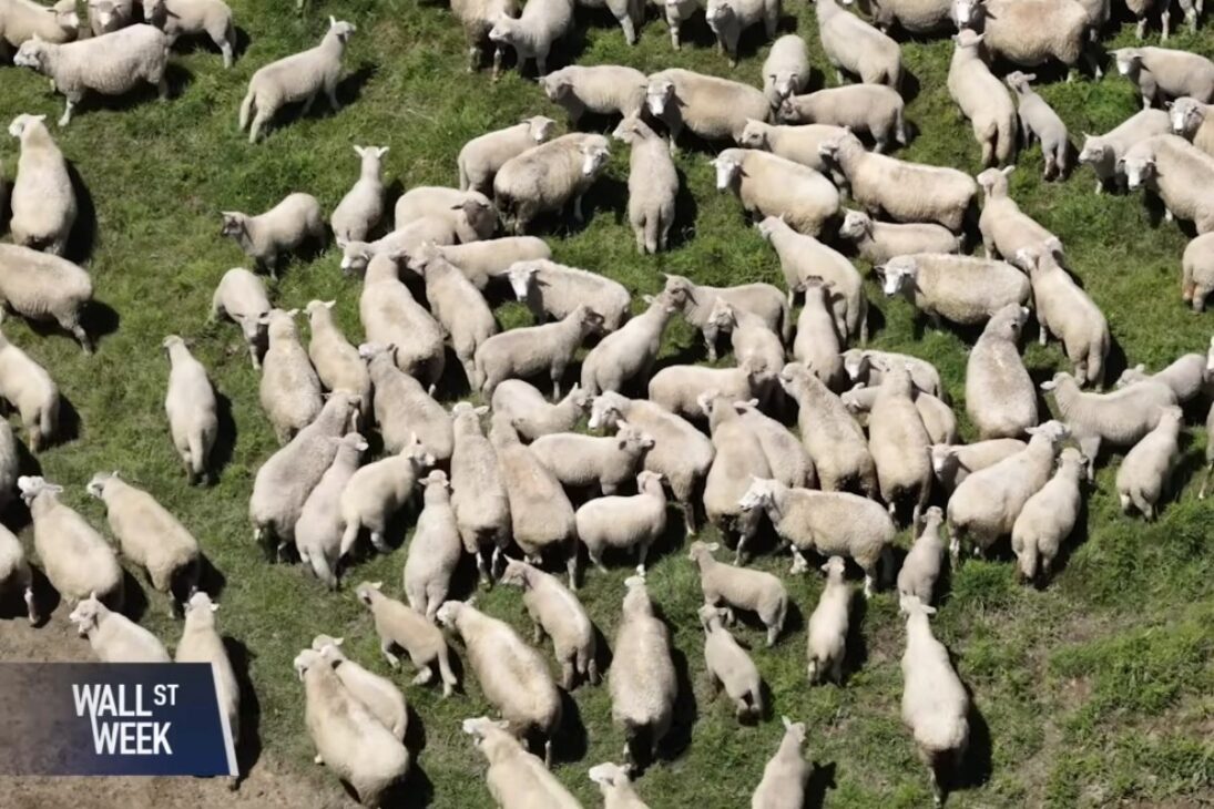En Nueva Zelanda, el fin de los subsidios agrícolas expuso al sector al mercado, redujo el número de ovejas y elevó la productividad, creando un modelo de referencia global para reorganizar la relación entre Estado y campo.