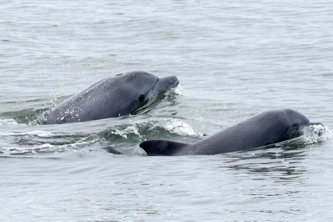En el Río Araranguá, botos-de-Lahille vuelven a la pesca cooperativa con pescadores, revelan el valor cultural de esta especie amenazada y plantean nuevas cuestiones ambientales.