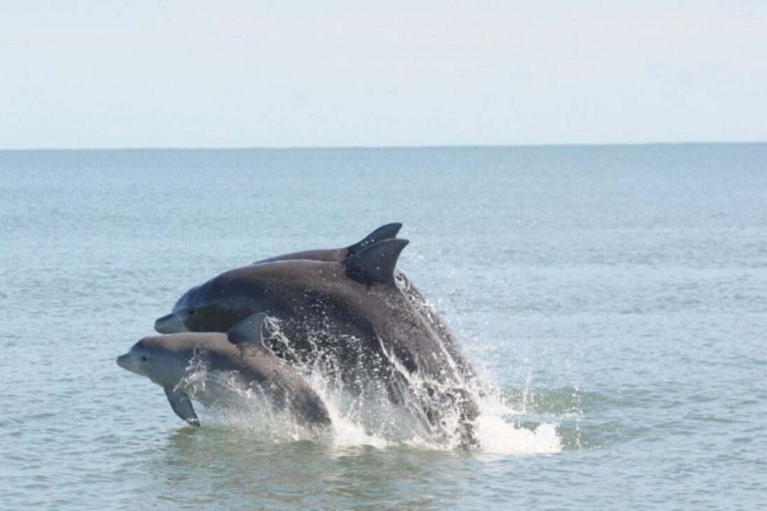 En el Río Araranguá, botos-de-Lahille vuelven a la pesca cooperativa con pescadores, revelan el valor cultural de esta especie amenazada y plantean nuevas cuestiones ambientales.