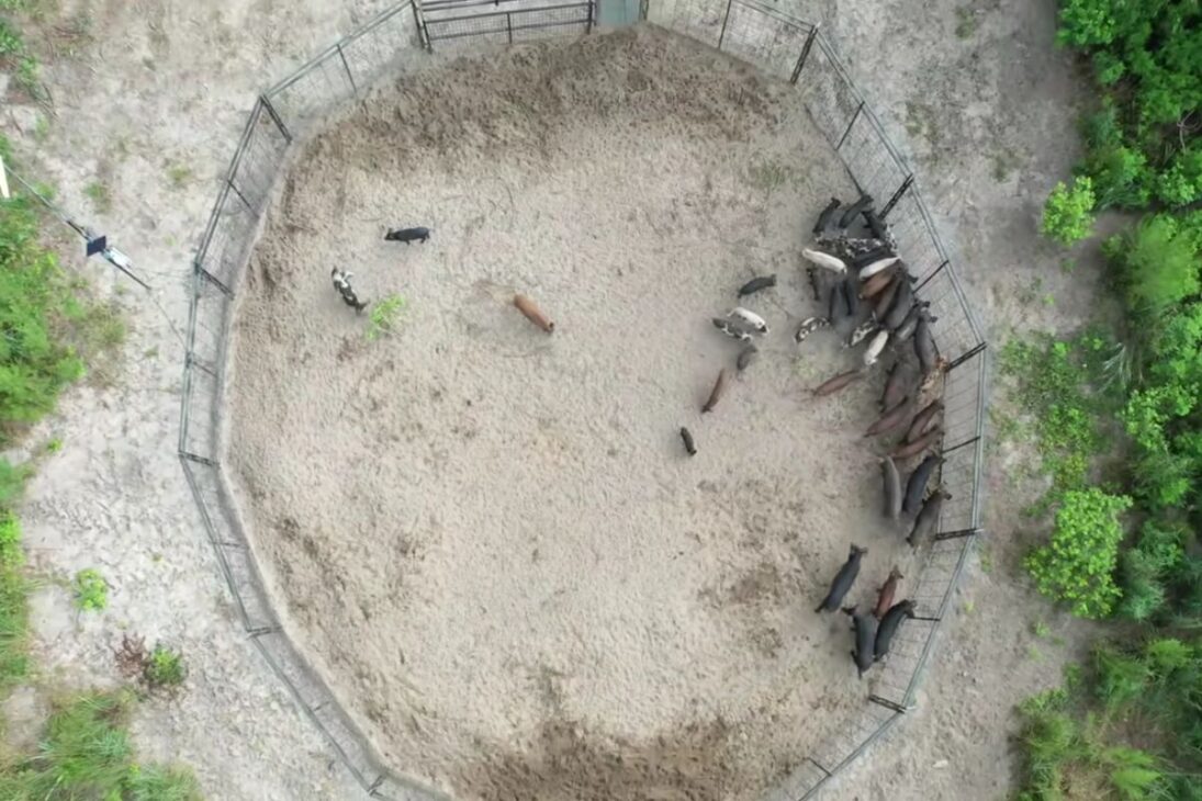 trampa en Florida expone conteo récord de jabalíes y presiona fauna, con detalles de captura, logística e impacto en áreas rurales y ecosistemas bajo estrés.