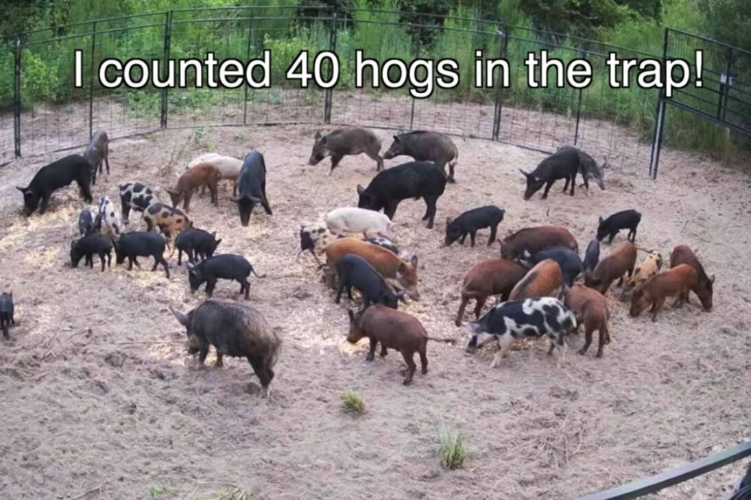 trampa en Florida expone conteo récord de jabalíes y presiona fauna, con detalles de captura, logística e impacto en áreas rurales y ecosistemas bajo estrés.