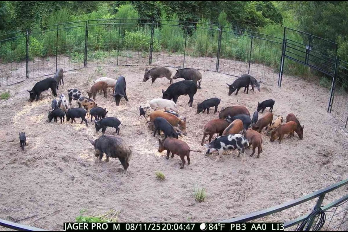 armadilha na Flórida expõe contagem recorde de javalis e pressiona fauna, com detalhes de captura, logística e impacto em áreas rurais e ecossistemas sob estresse.