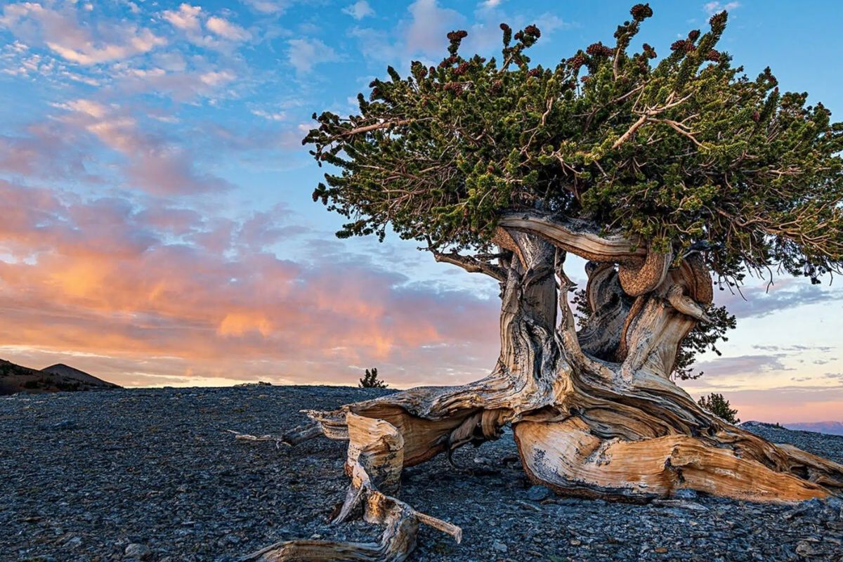 Árvore de quase 5 mil anos é derrubada por cientista nos EUA e vira símbolo do dilema entre ciência, ambição humana e limite ético de sacrificar a natureza em nome