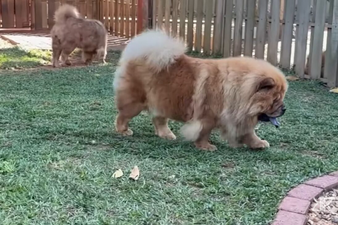Vídeo revela razas de perro que más sorprenden, muestra la raza más traicionera, las razas más agresivas, las razas que más protegen y el perro más terco.