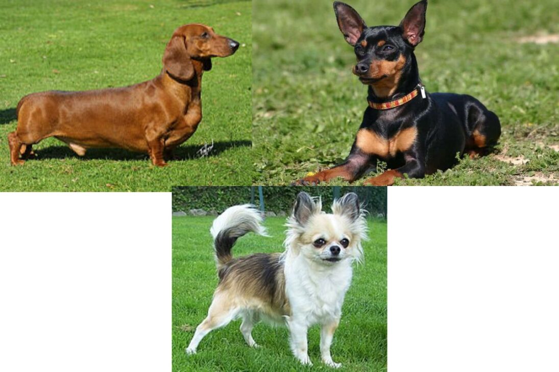 Vídeo revela razas de perro que más sorprenden, muestra la raza más traicionera, las razas más agresivas, las razas que más protegen y el perro más terco.