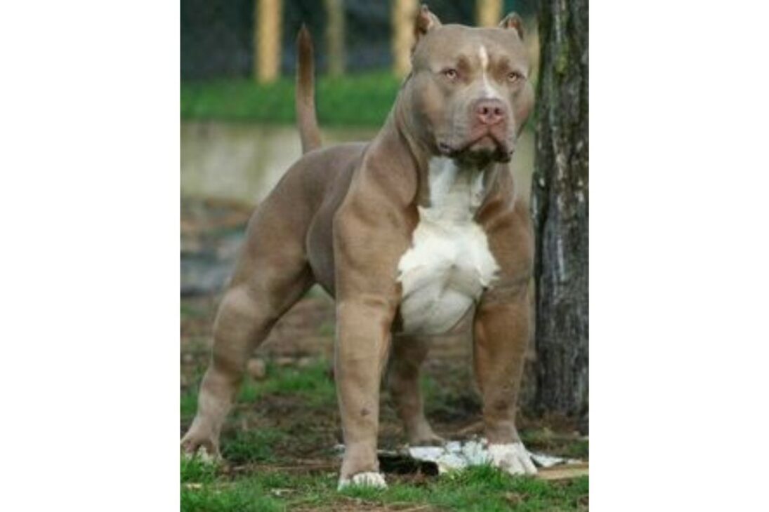 Vídeo revela razas de perro que más sorprenden, muestra la raza más traicionera, las razas más agresivas, las razas que más protegen y el perro más terco.