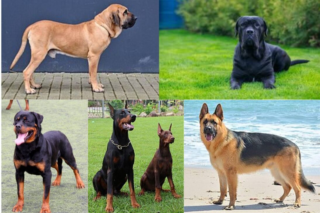 Vídeo revela razas de perro que más sorprenden, muestra la raza más traicionera, las razas más agresivas, las razas que más protegen y el perro más terco.