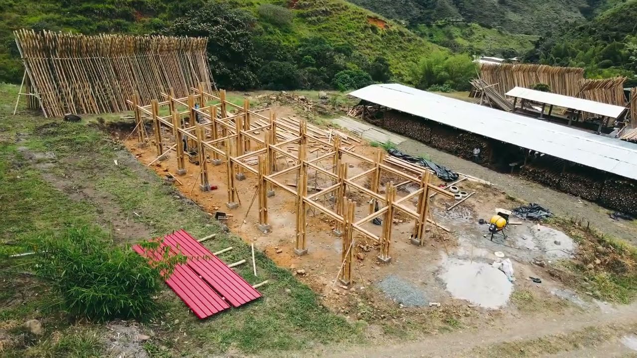 Sem cimento, sem aço e sem entulho: essa planta que cresce quase um metro por dia está sendo usada para construir prédios de vários andares com método simples que desafia a construção civil e já virou lei na Colômbia