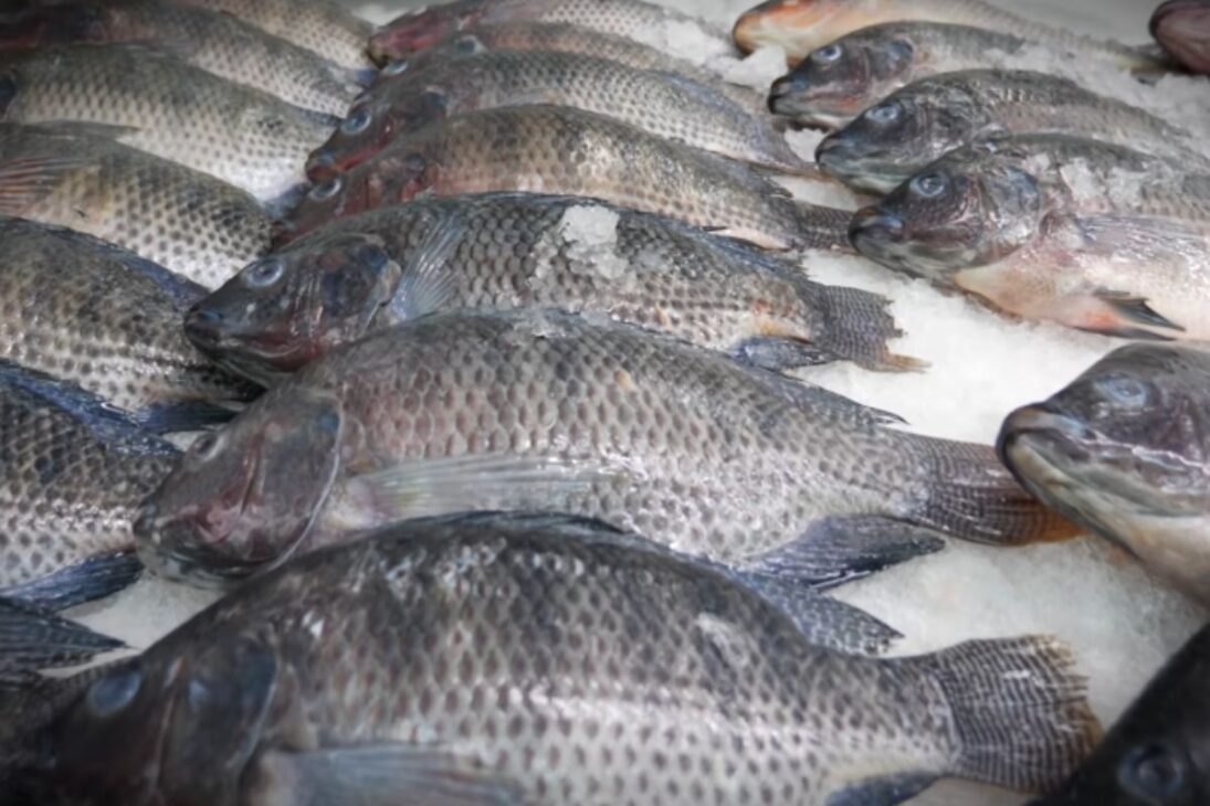 Tilapia en escala récord, precio de la tilapia en alza, producción de tilapia en Brasil afectada por ración para tilapia y exportación de tilapia brasileña.
