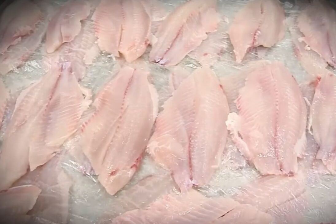 Tilapia en escala récord, precio de la tilapia en alza, producción de tilapia en Brasil afectada por ración para tilapia y exportación de tilapia brasileña.